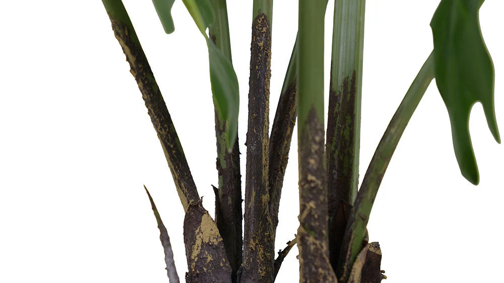 Faux Potted Philodendron Plant, 3 ft - Image 4