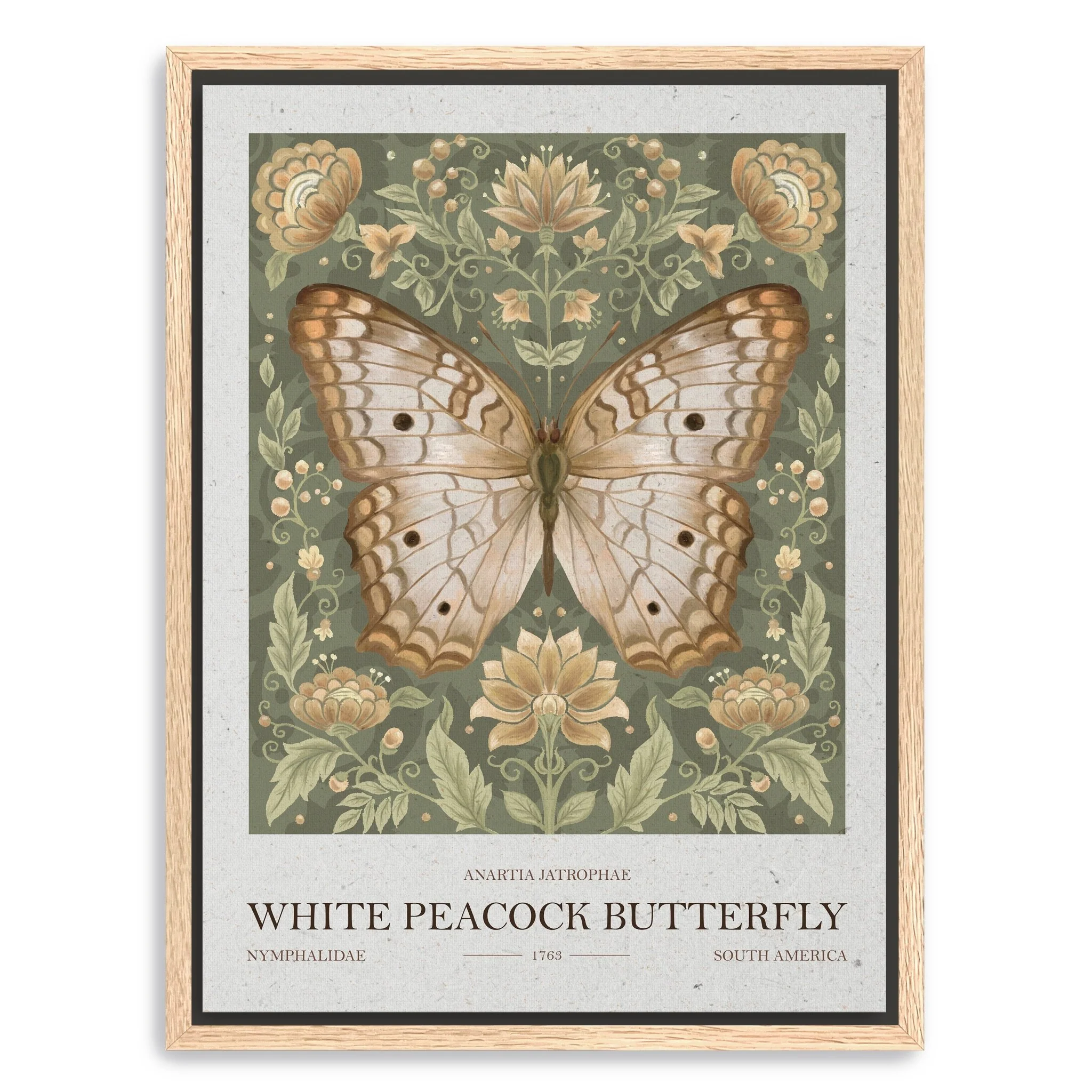 White Peacock Butterfly Canvas Giclee