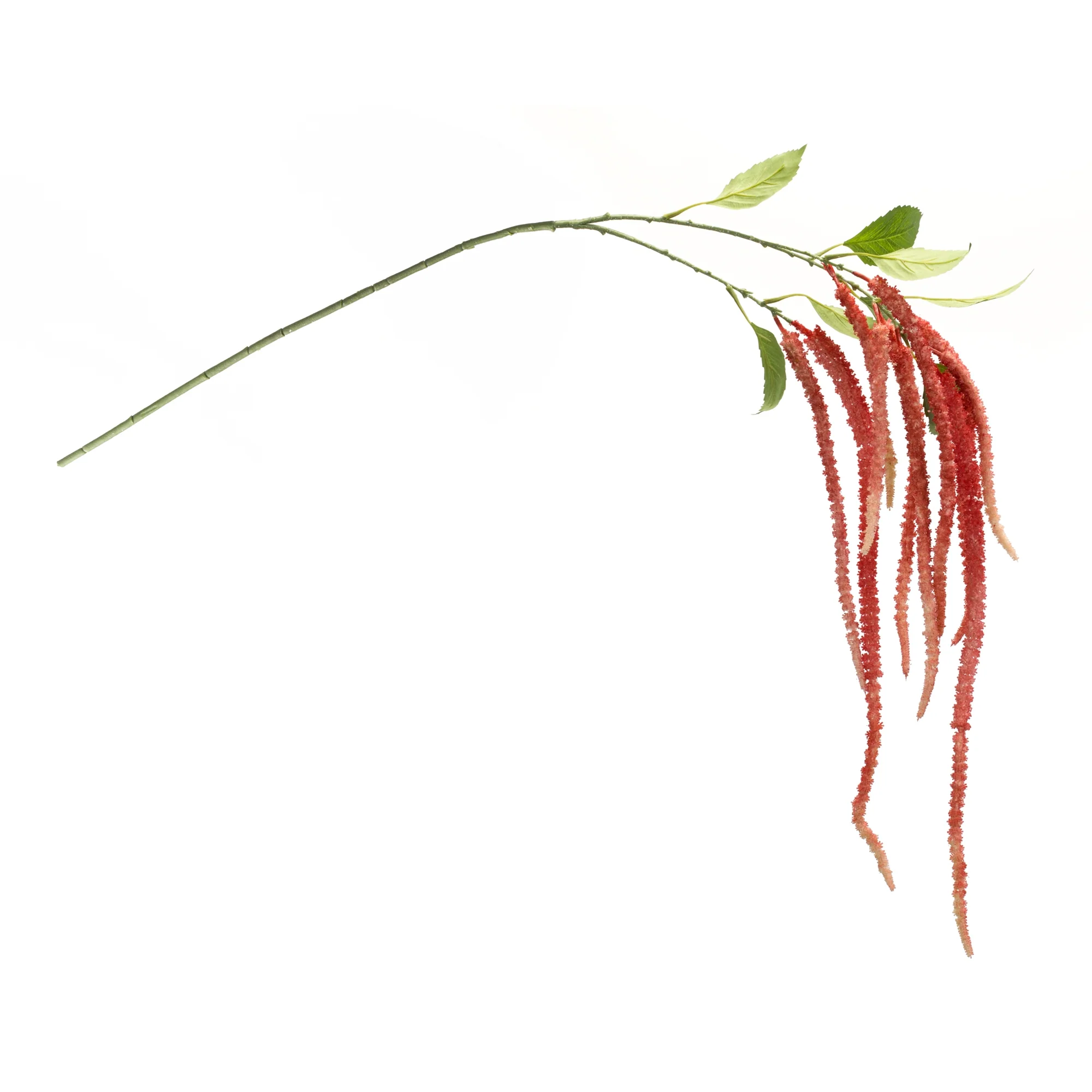 Amaranthus Floral Stem, Set of 4 - Image 2