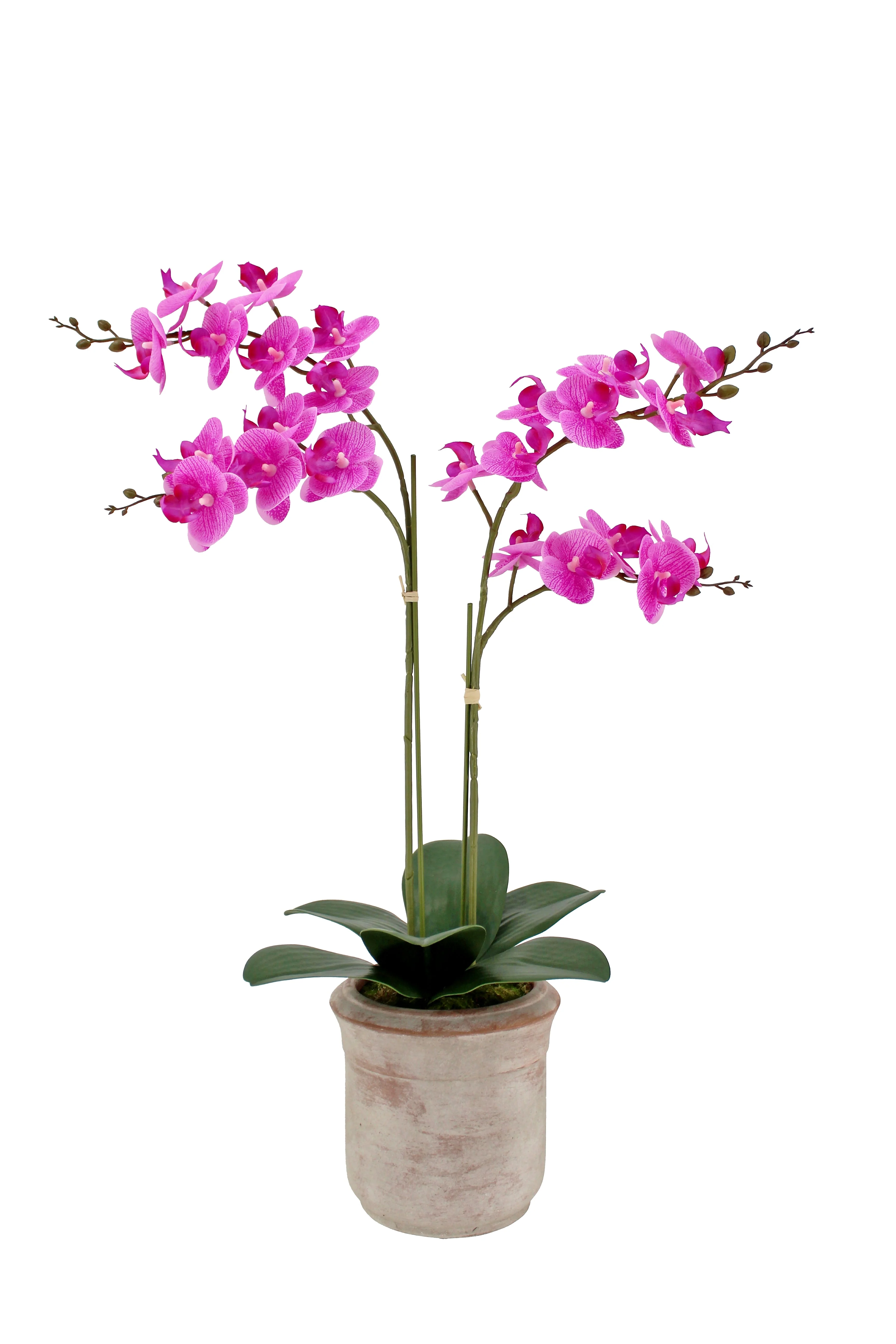 Faux Potted Phalaenopsis Orchid, 24 in