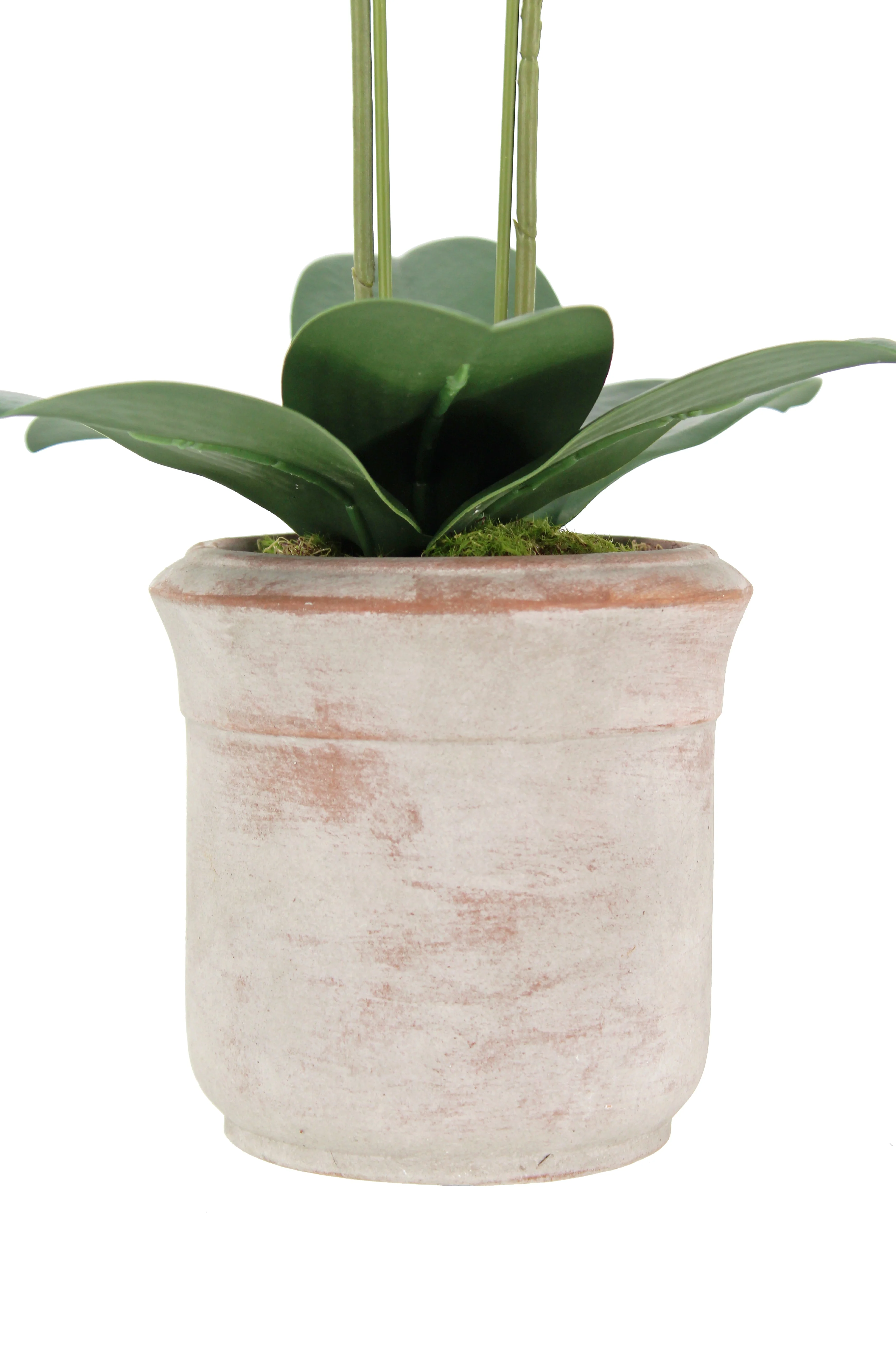 Faux Potted Phalaenopsis Orchid, 24 in - Image 4