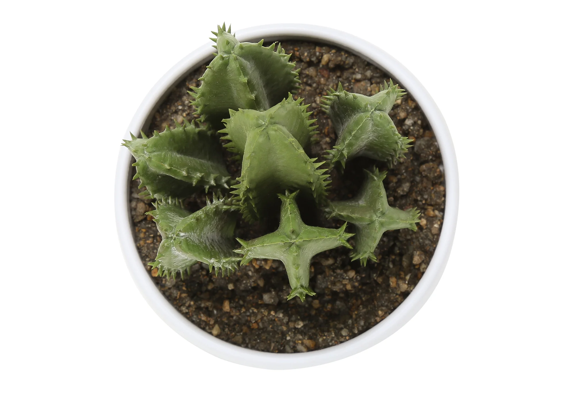 6" Faux Succulents with White Pot, Set Of 3 - Image 7
