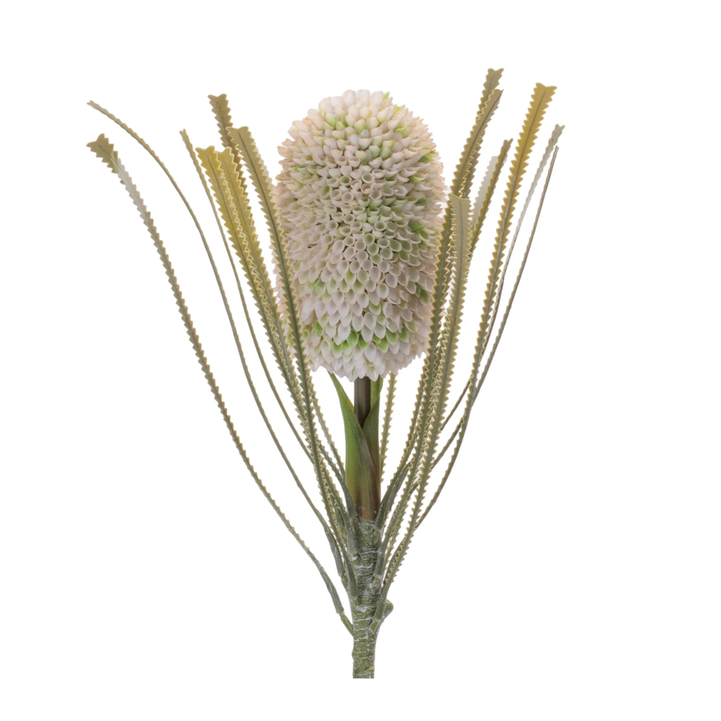 Green Protea Floral Stem, Set of 2 - Image 3