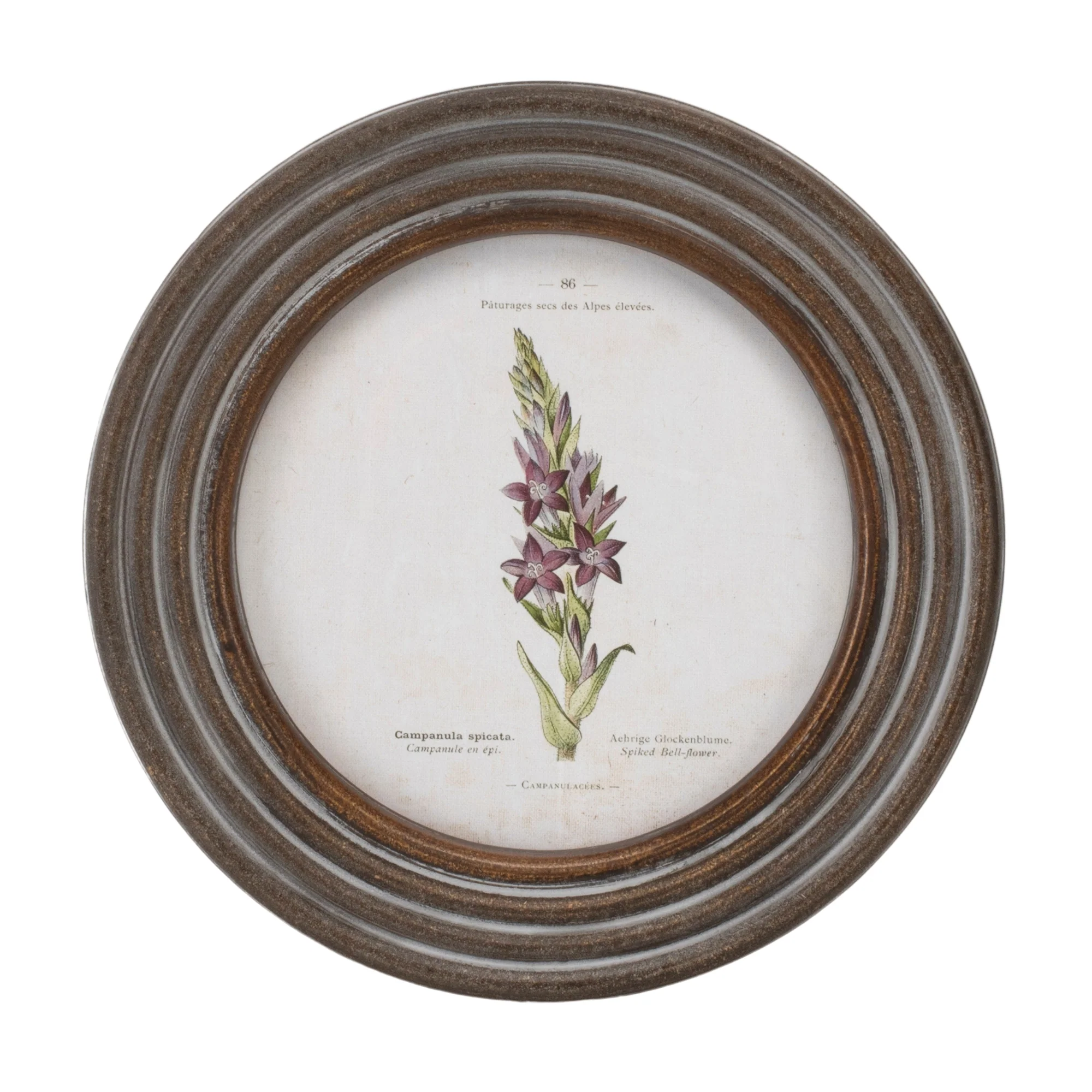 Round Framed Floral Print, Set of 6 - Image 4